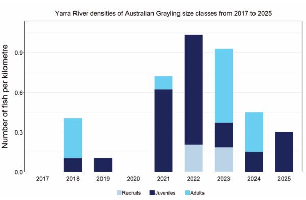 Native fish report card 2024 Australian Grayling in Yarra River